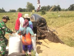 Anggota Koramil 1605 Sukagumiwang Melaksanakan Monitoring dan Pendampingan Panen Padi di Desa Gedangan 