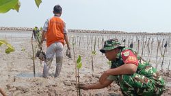 Koramil 1608 Karangampel Melaksanakan Penanaman Pohon Mangrove di Pantai Banji Desa Tanjakan 