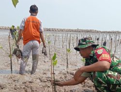 Koramil 1608 Karangampel Melaksanakan Penanaman Pohon Mangrove di Pantai Banji Desa Tanjakan 