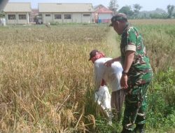 Babinsa Koramil 1605 Sukagumiwang Monitoring Dan Pendampingan Pertanian Panen Padi di Desa Jengkok 