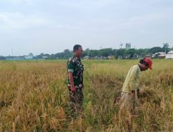 Babinsa Koramil 1605 Sukagumiwang Monitoring dan Pendampingan Pertanian Panen Padi di Desa Jambe 