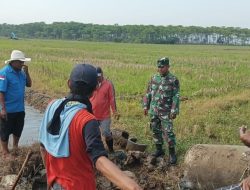 Dukung Program Ketahanan Pangan Nasional, Anggota Koramil 1605 Sukagumiwang Laksanakan Pendampingan Pertanian 