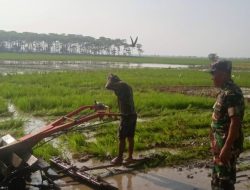 Sukseskan Swasembada Pangan, Babinsa Koramil 1605 Sukagumiwang Lakukan Pendampingan Pertanian 