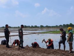 Bantu Petani Tingkatkan Produktivitas, Babinsa Koramil 1604 Jatibarang Lakukan Gropyokan Tikus   