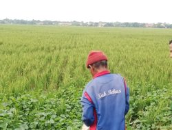 Dukung Program Ketahanan Pangan Nasional, Babinsa Koramil 1603 Lohbener Melaksanakan Pendampingan Pertanian 