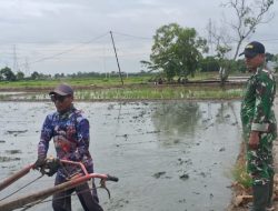 Sukseskan Swasembada Pangan, Koramil 1611 Losarang Laksanakan Pendampingan Pertanian Olah Lahan 