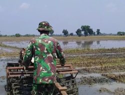 TNI Serba Bisa, Babinsa Koramil 1605 Sukagumiwang Bantu Petani langsung Membajak Lahan Persawahan 