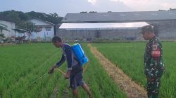 Babinsa Koramil 1605 Sukagumiwang Laksanakan Monitoring dan Pendampingan Penyemprotan Benih Padi di Desa Kliwed