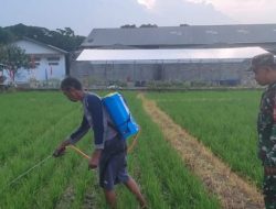 Babinsa Koramil 1605 Sukagumiwang Laksanakan Monitoring dan Pendampingan Penyemprotan Benih Padi di Desa Kliwed