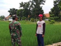 Babinsa Koramil 1603/Lohbener Laksanakan Pendampingan Pertanian di Desa Pamayahan