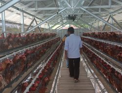 BUMDes Juntikebon Kembangkan Ayam Bertelur,Ekonomi Desa Menguat