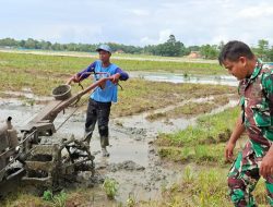 Anggota Koramil 1605/Sukagumiwang Laksanakan Monitoring dan Pendampingan Pembajakan Sawah di Desa Tersana