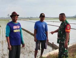 Babinsa Koramil 1603/Lohbener Laksanakan Monitoring dan Pendampingan Pertanian di Desa Arahan Lor