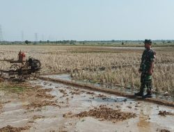 Anggota Koramil 1605 Sukagumiwang Laksanakan Monitoring dan Pendampingan Pertanian Tanam Padi di Desa Candangpinggan