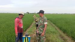 Anggota Koramil 1611 Losarang Laksanakan Pendampingan Pertanian di Desa Ranjeng