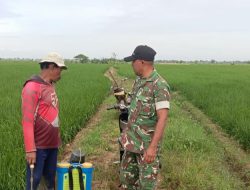 Anggota Koramil 1611 Losarang Laksanakan Pendampingan Pertanian di Desa Ranjeng