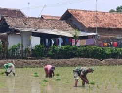 Anggota Koramil 1605 Sukagumiwang Monitoring dan Pendampingan Pertanian di Desa Lemahayu