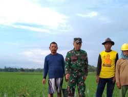 Koramil 1605/Sukagumiwang Laksanakan Monitoring dan Pendampingan Pertanian di Desa Tenajar Kidul