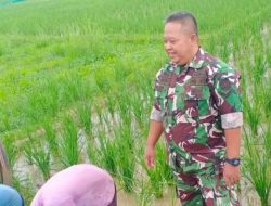 Babinsa Koramil 1605/Sukagumiwang Laksanakan Pendampingan Pertanian di Desa Cadangpinggan