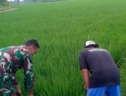 Babinsa Koramil 1603/Lohbener Dampingi Petani di Desa Tawangsari Tingkatkan Produktivitas Pertanian