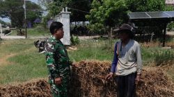 Babinsa Koramil 1602/Sindang Dampingi Petani Panen Padi di Pasekan