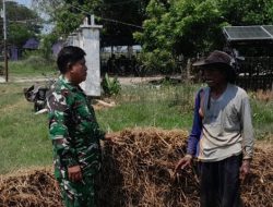Babinsa Koramil 1602/Sindang Dampingi Petani Panen Padi di Pasekan