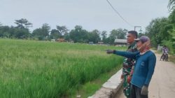 Babinsa Koramil 1602/Sindang Dampingi Petani Panen Padi di Rambatan Wetan