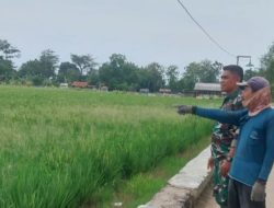 Babinsa Koramil 1602/Sindang Dampingi Petani Panen Padi di Rambatan Wetan