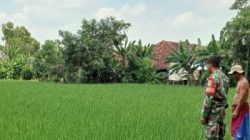 Babinsa Koramil 1603/Lohbener Dampingi Petani Tingkatkan Produktivitas Pertanian di Arahan
