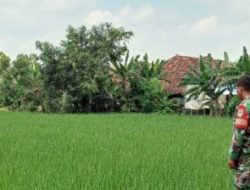 Babinsa Koramil 1603/Lohbener Dampingi Petani Tingkatkan Produktivitas Pertanian di Arahan