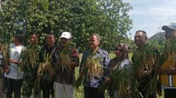 Babinsa Koramil 1601/Indramayu Dampingi Petani Melalui Ubinan Demplot IPHA di Balongan