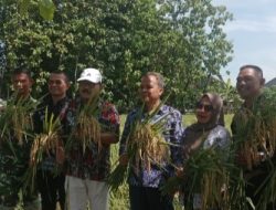 Babinsa Koramil 1601/Indramayu Dampingi Petani Melalui Ubinan Demplot IPHA di Balongan