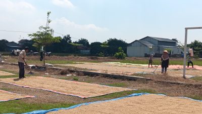 Masyarakat dan Petani Desa Sambimaya Apresiasi Kuwu H. Turyadi atas Pembangunan Lapangan Bola Multifungsi