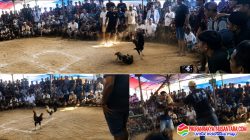 Dugaan Upeti Sabung Ayam Kokop Bangkalan Mengalir ke Oknum, Satreskrim Perintahkan Bubar, Kapolsek Tetap Bungkam!!