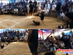 Dugaan Upeti Sabung Ayam Kokop Bangkalan Mengalir ke Oknum, Satreskrim Perintahkan Bubar, Kapolsek Tetap Bungkam!!