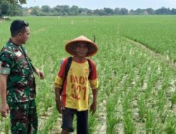 Babinsa Koramil 1605 Sukagumiwang Monitoring dan Dampingi Kegiatan Pertanian di Desa Tulungagung