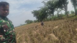 Babinsa Koramil 1605 Sukagumiwang Intensif Dampingi Petani Saat Musim Panen di Desa Kliwed