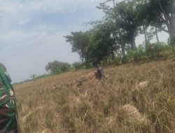 Babinsa Koramil 1605 Sukagumiwang Intensif Dampingi Petani Saat Musim Panen di Desa Kliwed