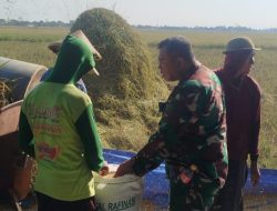 Babinsa Koramil 1610/Krangkeng Bergerak Bersama Petani Wujudkan Swasembada Pangan