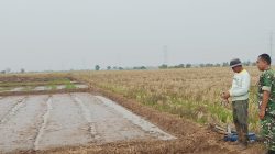 Babinsa Koramil 1605/Sukagumiwang Monitoring dan Dampingi Petani Percepat Olah Lahan di Desa Gunungsari