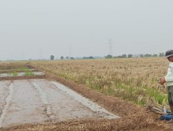 Babinsa Koramil 1605/Sukagumiwang Monitoring dan Dampingi Petani Percepat Olah Lahan di Desa Gunungsari