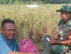 Babinsa Koramil 1605/Sukagumiwang Monitoring dan Dampingi Kegiatan Panen Padi di Desa Cadangpinggan