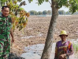 Babinsa Koramil 1605 Sukagumiwang Monitoring dan Dampingi Petani Olah Lahan di Desa Gunungsari
