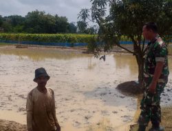 Babinsa Koramil 1605 Sukagumiwang Monitoring dan Dampingi Petani Persiapkan Musim Tanam Padi di Desa Jambe