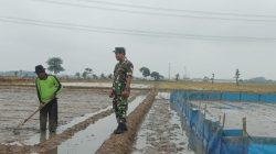Babinsa Koramil 1605 Sukagumiwang Dampingi Petani Manguntara Siapkan Musim Tanam Padi