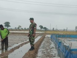 Babinsa Koramil 1605 Sukagumiwang Dampingi Petani Manguntara Siapkan Musim Tanam Padi