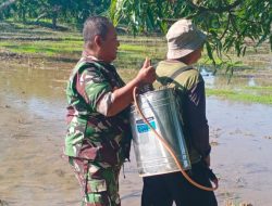 Babinsa Koramil 1605 Sukagumiwang Monitoring dan Dampingi Petani Sambut Musim Tanam di Desa Sukagumiwang