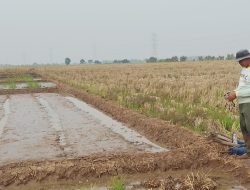 Babinsa Koramil 1605/Sukagumiwang Monitoring dan Dampingi Kegiatan Pertanian di Desa Gunungsari