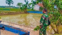 Babinsa Koramil 1605 Sukagumiwang Intensif Dampingi Petani Desa Bondan, Pastikan Persiapan Musim Tanam Berjalan Optimal