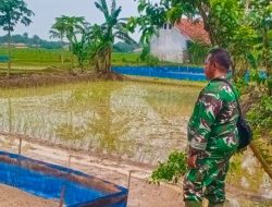 Babinsa Koramil 1605 Sukagumiwang Intensif Dampingi Petani Desa Bondan, Pastikan Persiapan Musim Tanam Berjalan Optimal